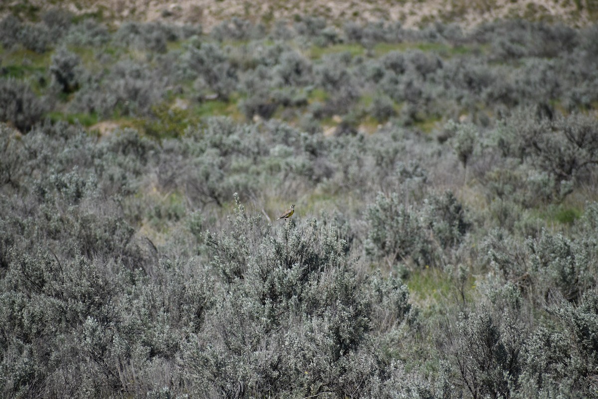 Western Meadowlark - ML646640420