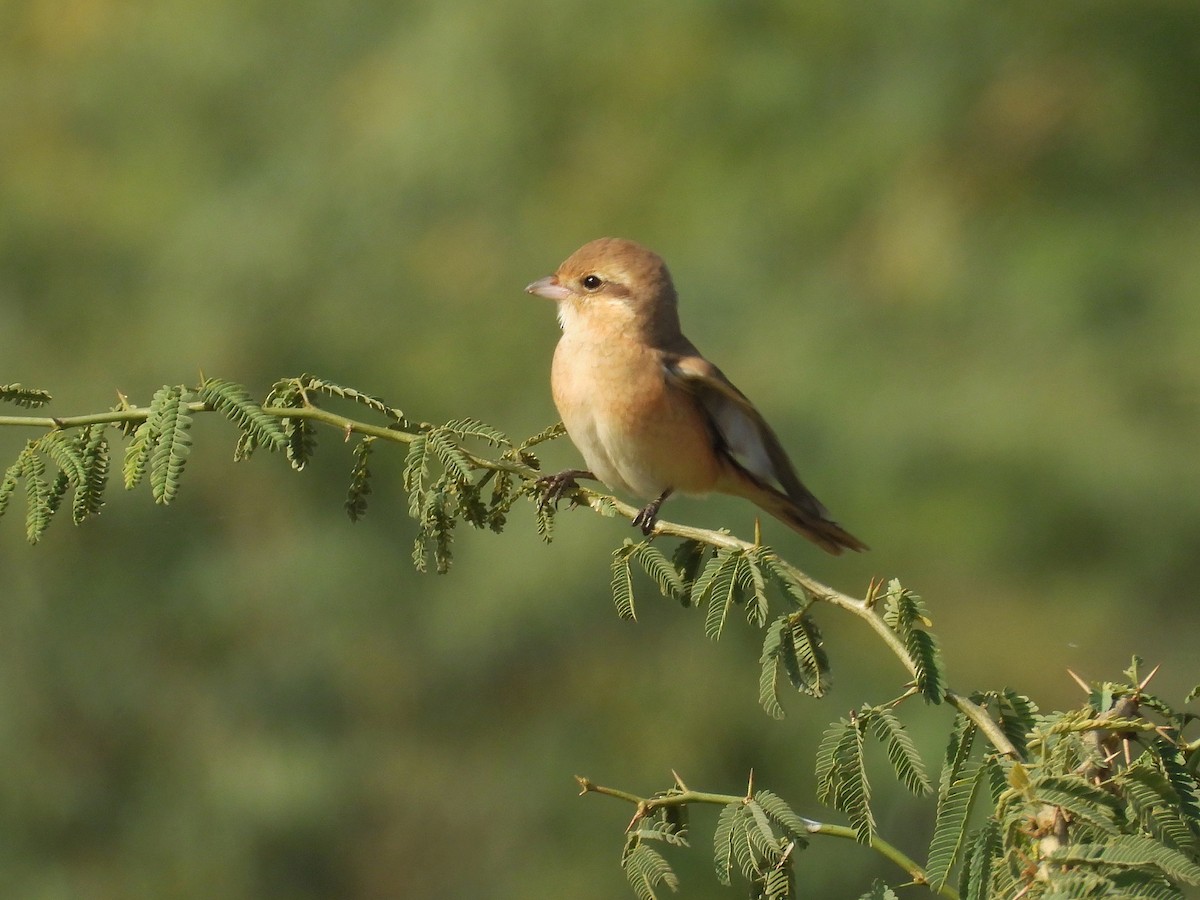 Averla isabellina - ML646640421