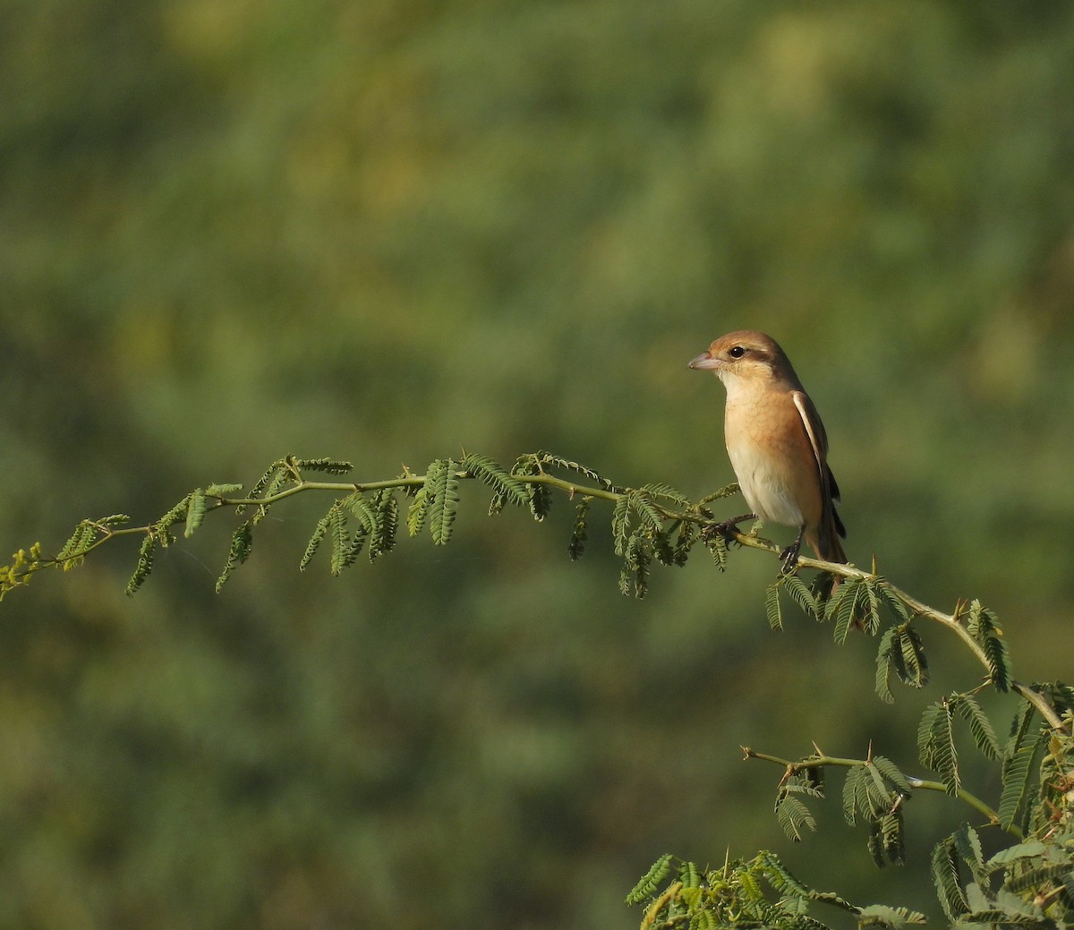 Averla isabellina - ML646640422