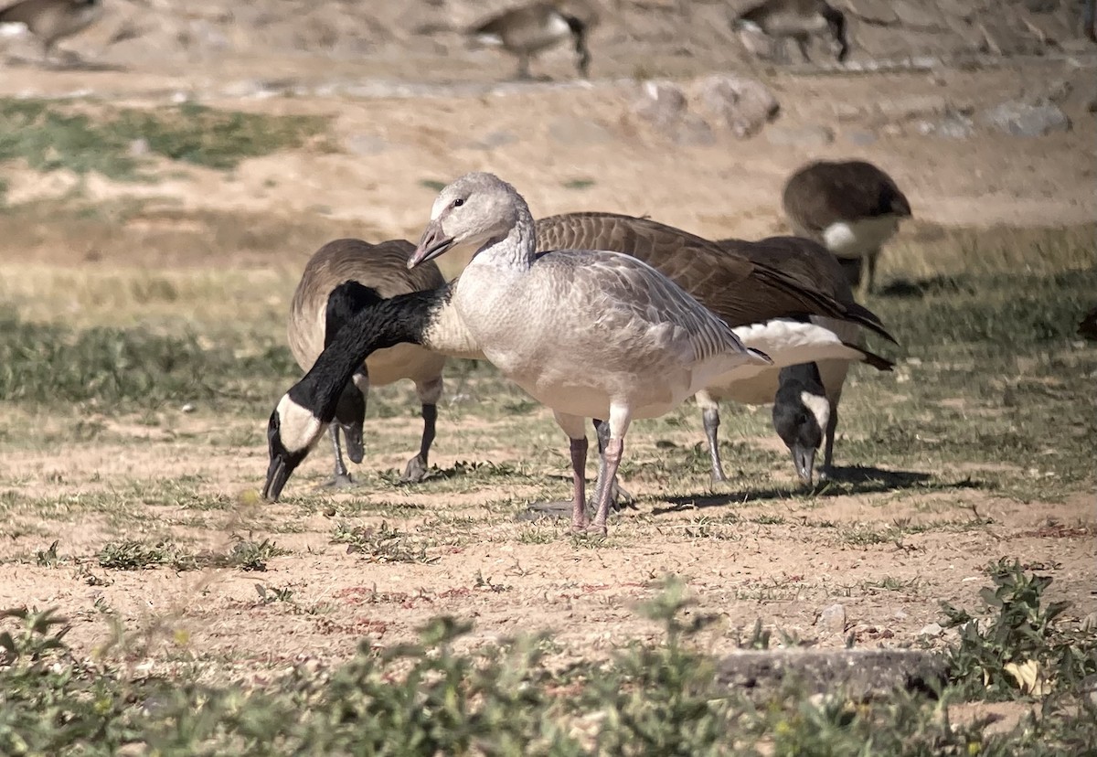 ハクガン - ML646640423