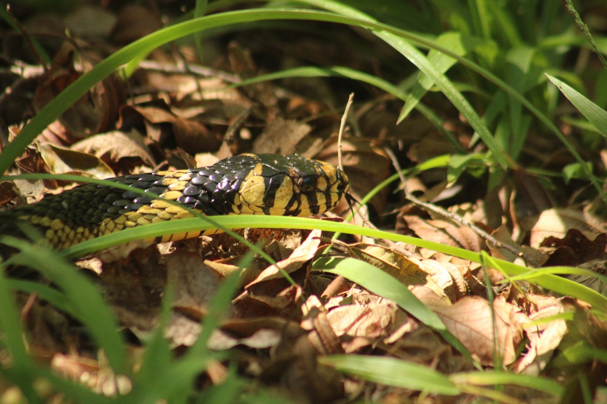 Chicken Snake - ML646640424