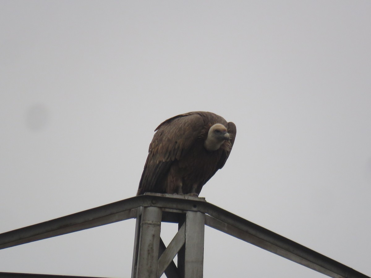 Eurasian Griffon - ML646640429