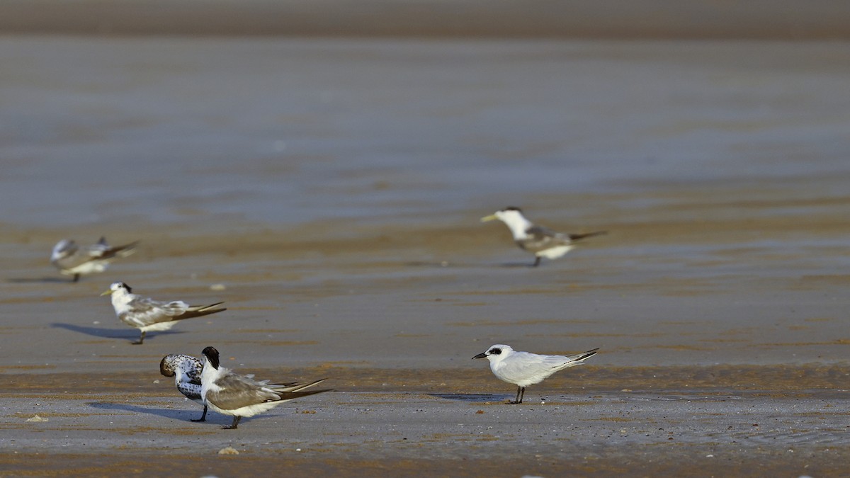 Australian Tern - ML646640432