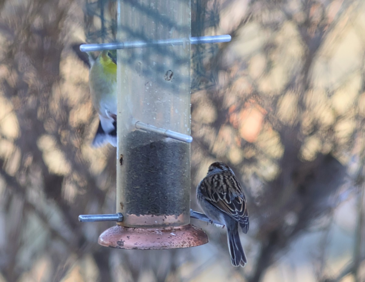 Chipping Sparrow - ML646640433
