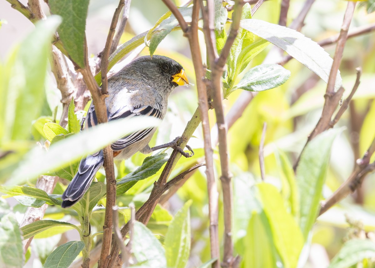 オビオタネワリ - ML646640436