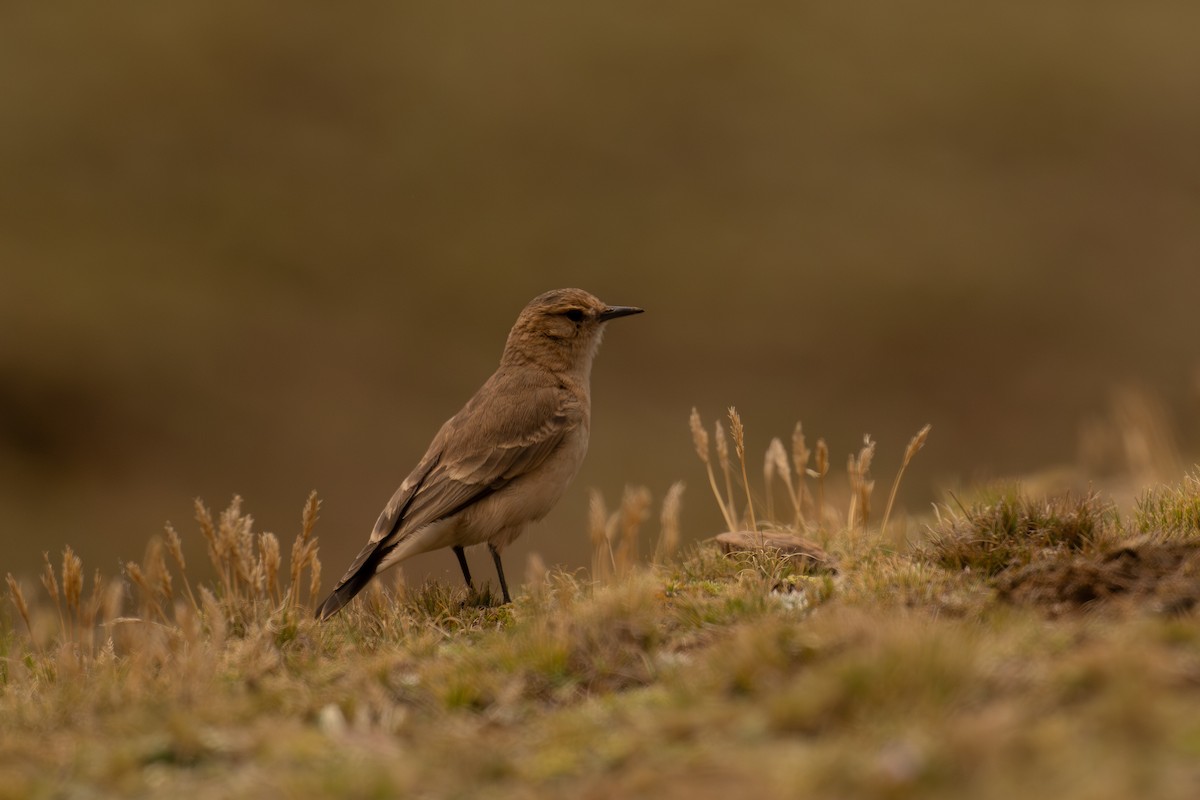 Dark-winged Miner - ML646640439