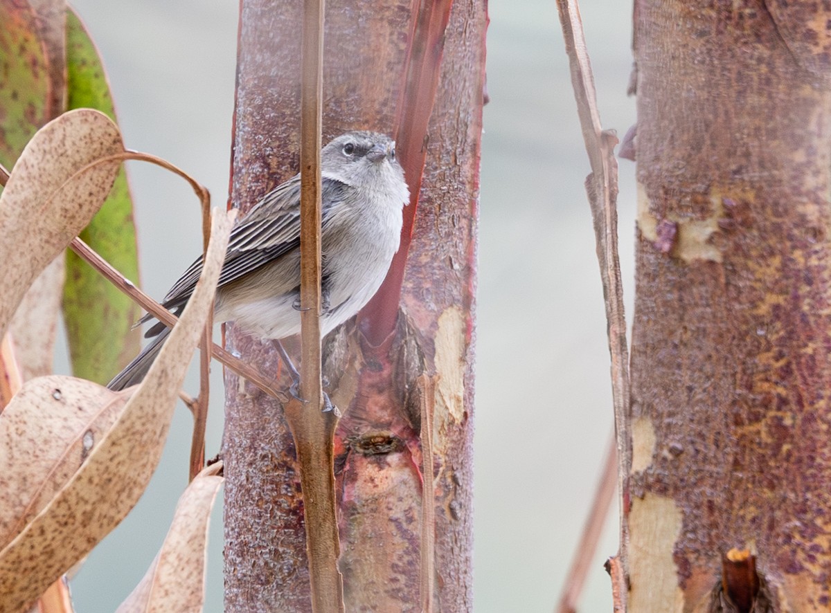 ハイムネヤマシトド - ML646640441