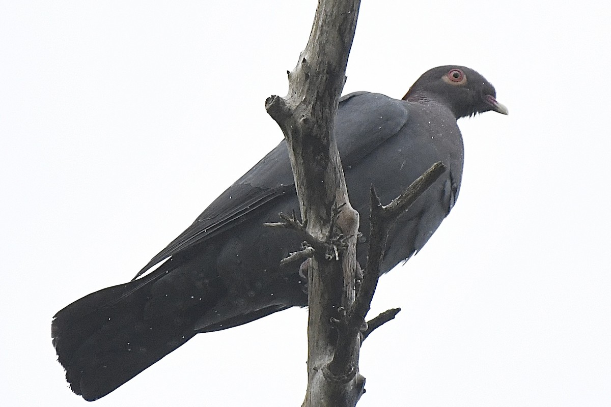 Paloma Isleña - ML646640442