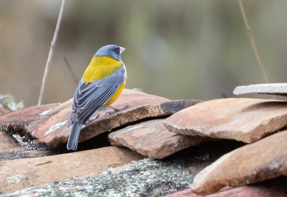 ペルーヤマシトド - ML646640443