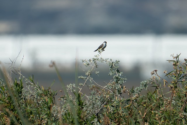 Moucherolle vermillon (groupe mexicanus) - ML646640449