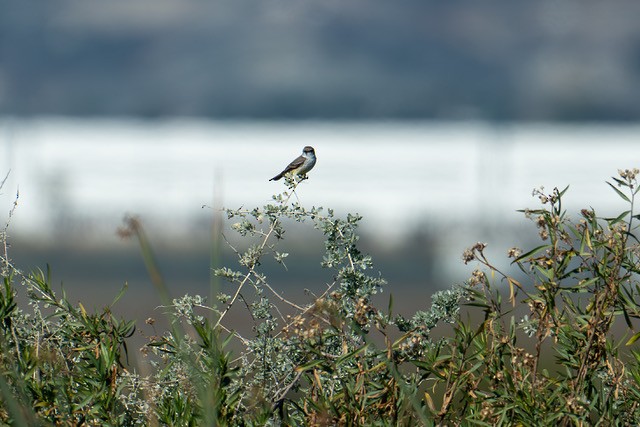 Moucherolle vermillon (groupe mexicanus) - ML646640450