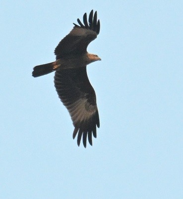 Brahminy Kite - ML646640453