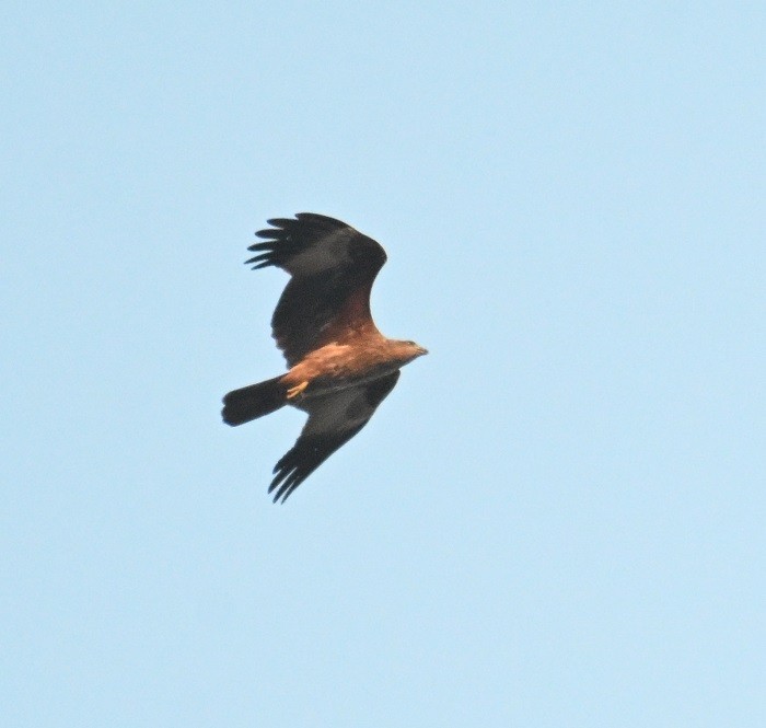 Brahminy Kite - ML646640454