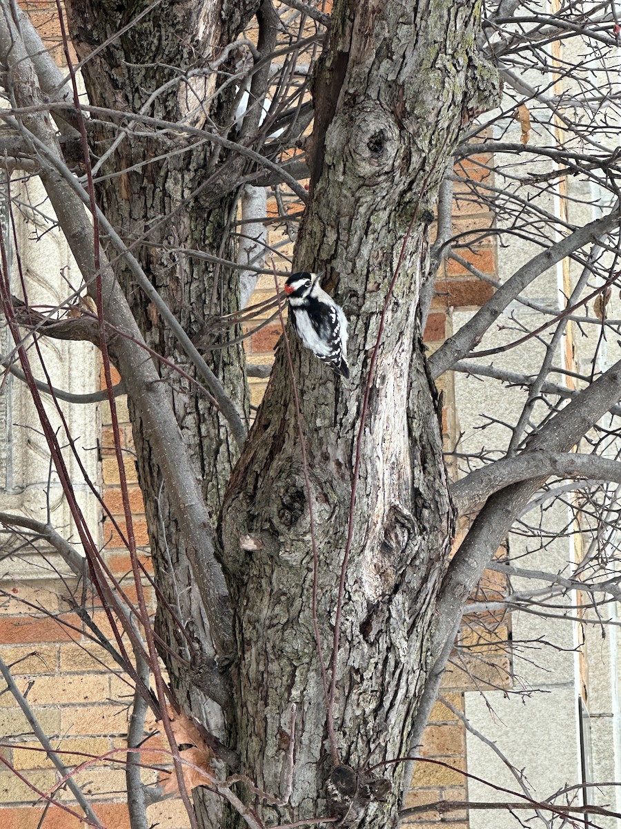 Downy Woodpecker - ML646640456