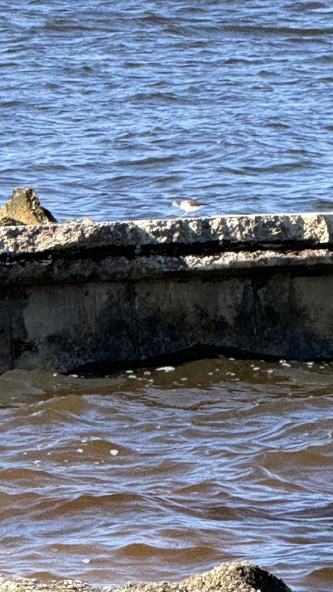 Spotted Sandpiper - ML646640461