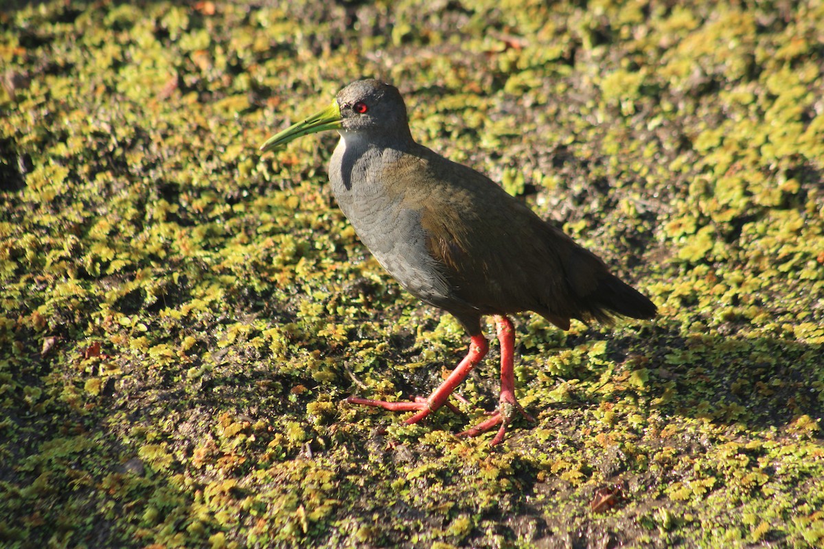 Blackish Rail - ML646640463