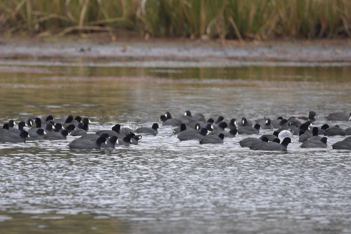 Kopetazuri amerikarra - ML646640467