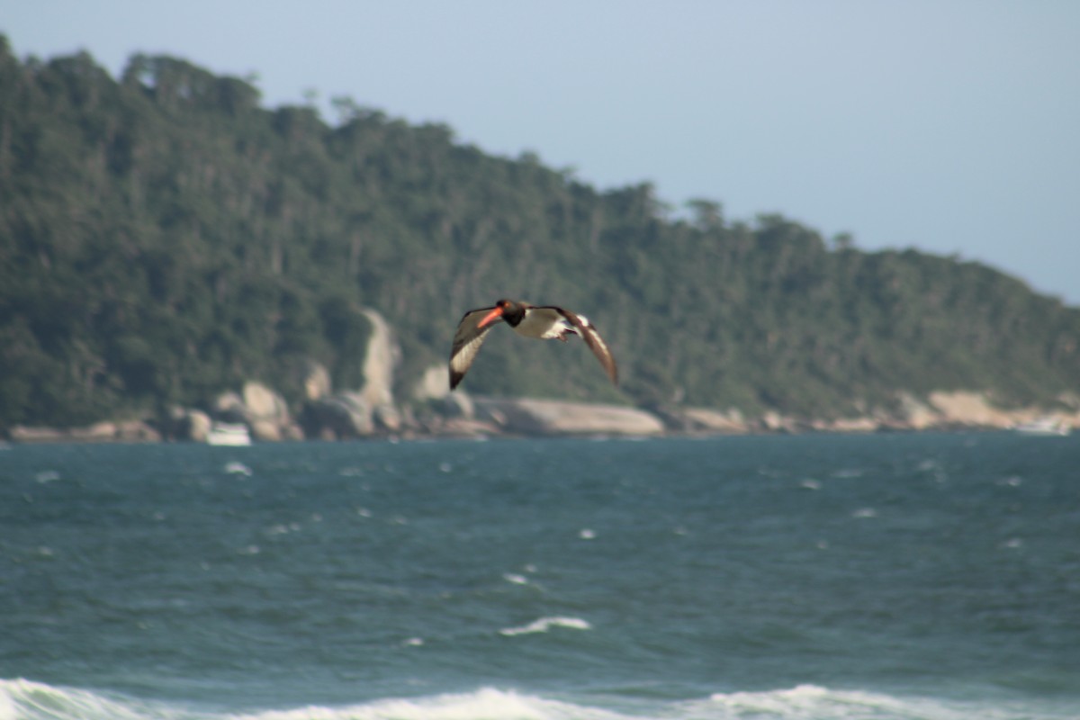 American Oystercatcher - ML646640469
