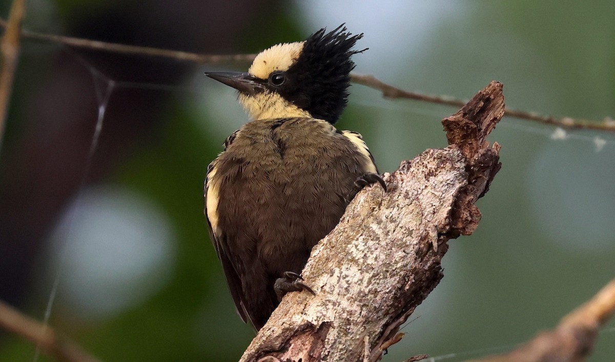 Heart-spotted Woodpecker - ML646640470