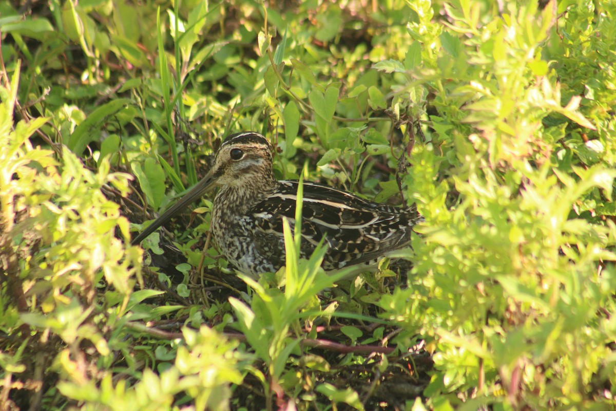 Pantanal Snipe - ML646640471