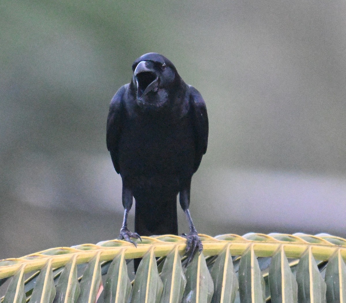 Large-billed Crow - ML646640472