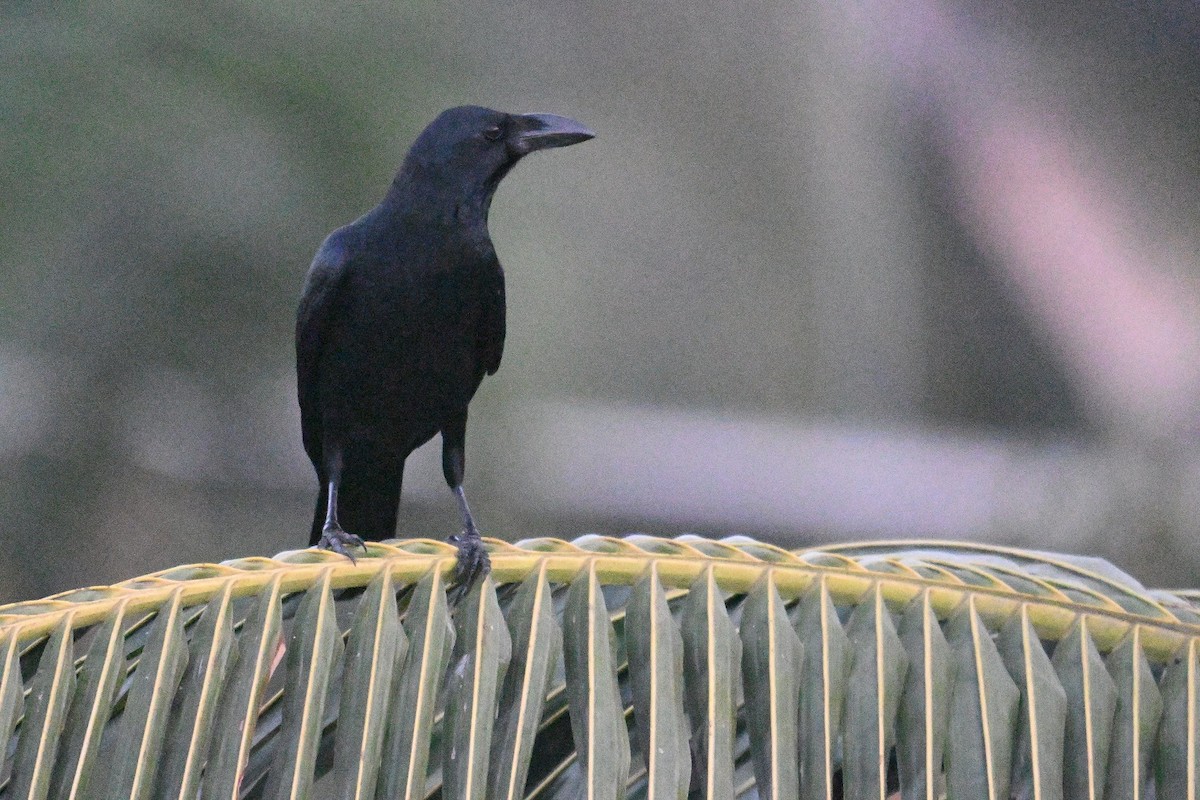 Large-billed Crow - ML646640473