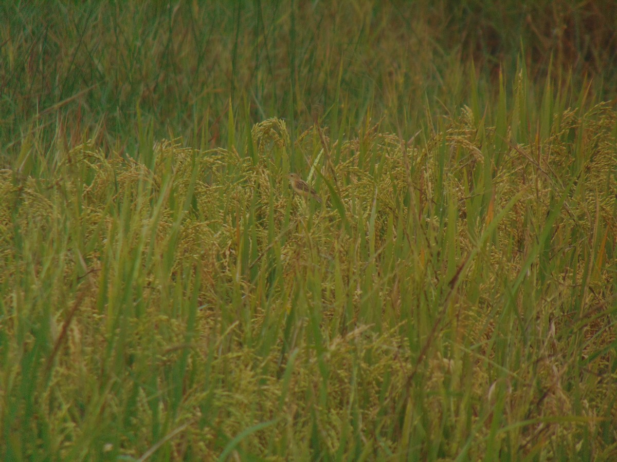 棕扇尾鶯 - ML646640474