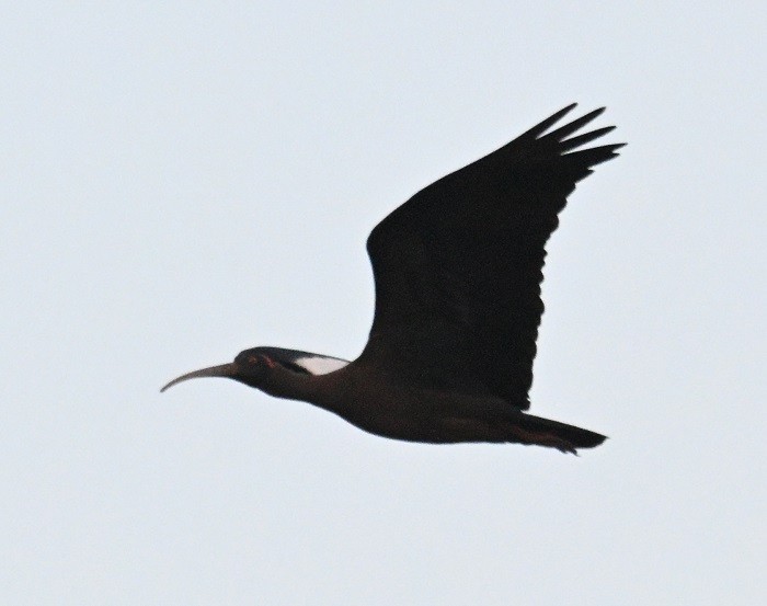 Red-naped Ibis - ML646640476