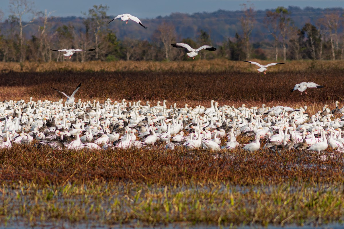 Snow Goose - ML646640480