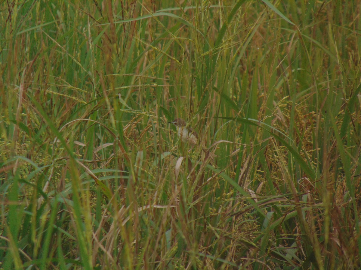 褐頭鷦鶯 - ML646640481