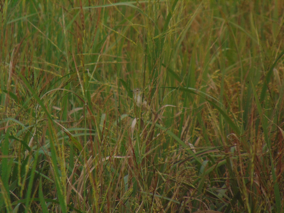 褐頭鷦鶯 - ML646640482