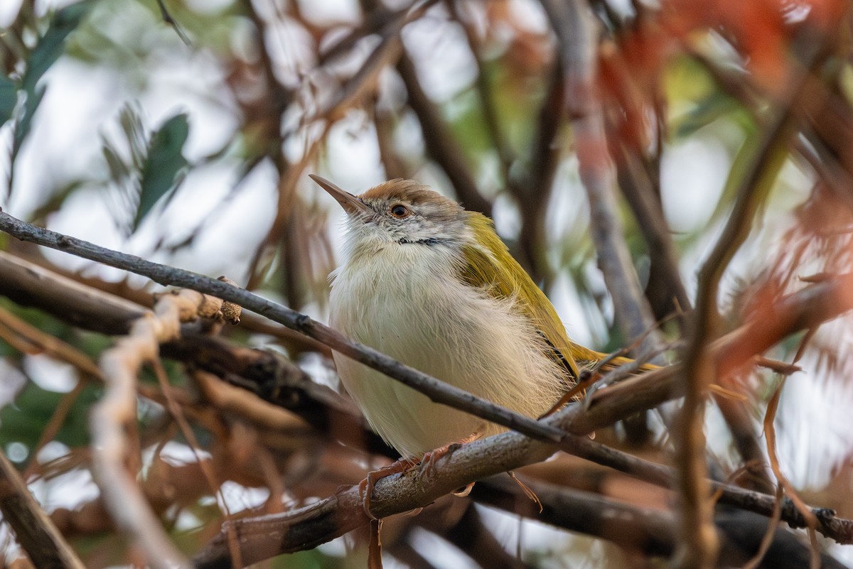 Common Tailorbird - ML646640483