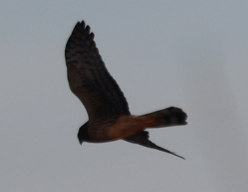 Cooper's Hawk - ML646640484