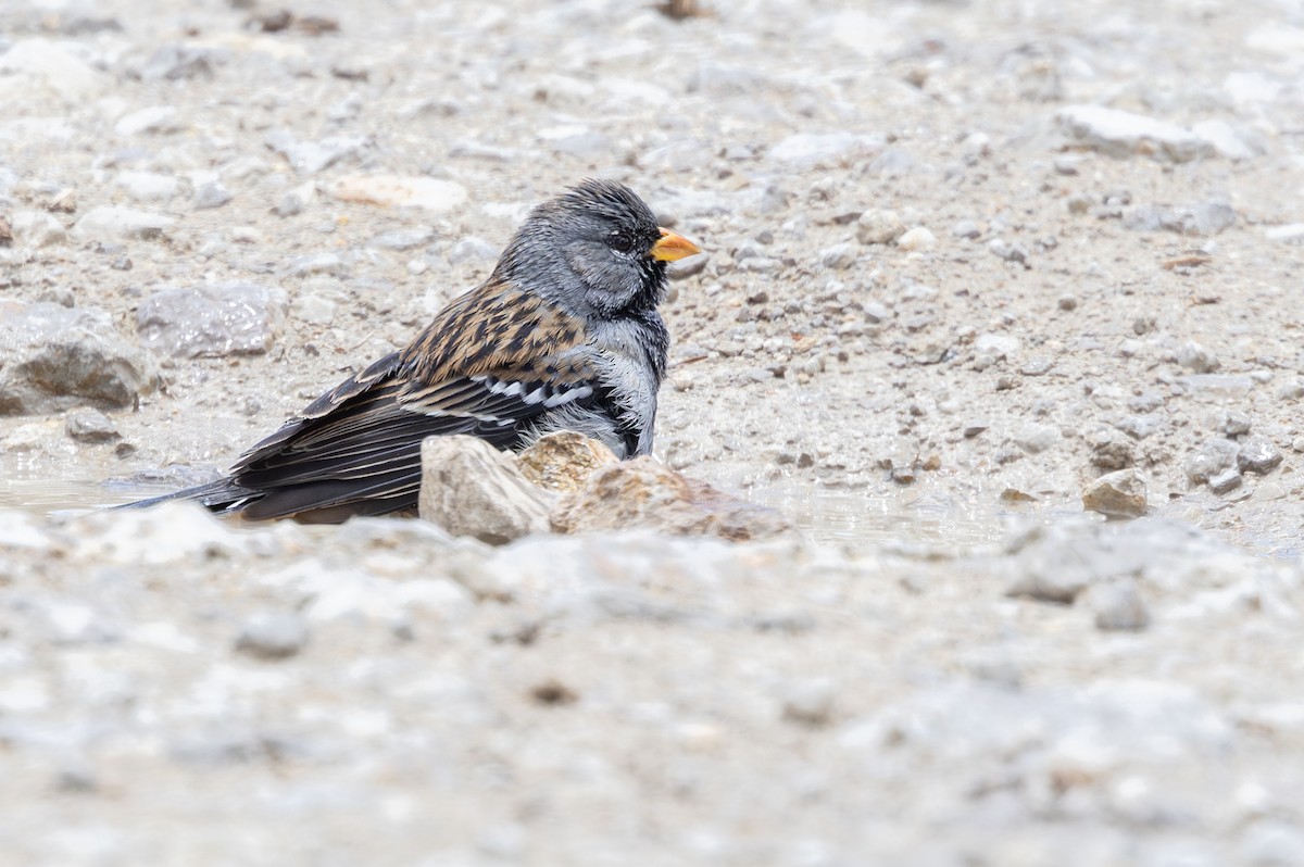 ムナグロヤマシトド - ML646640495