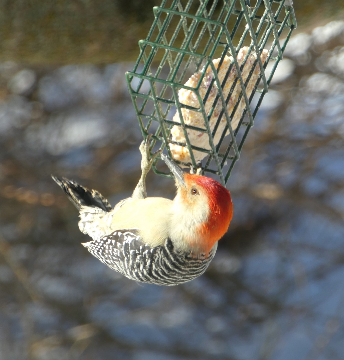Red-bellied Woodpecker - ML646640498