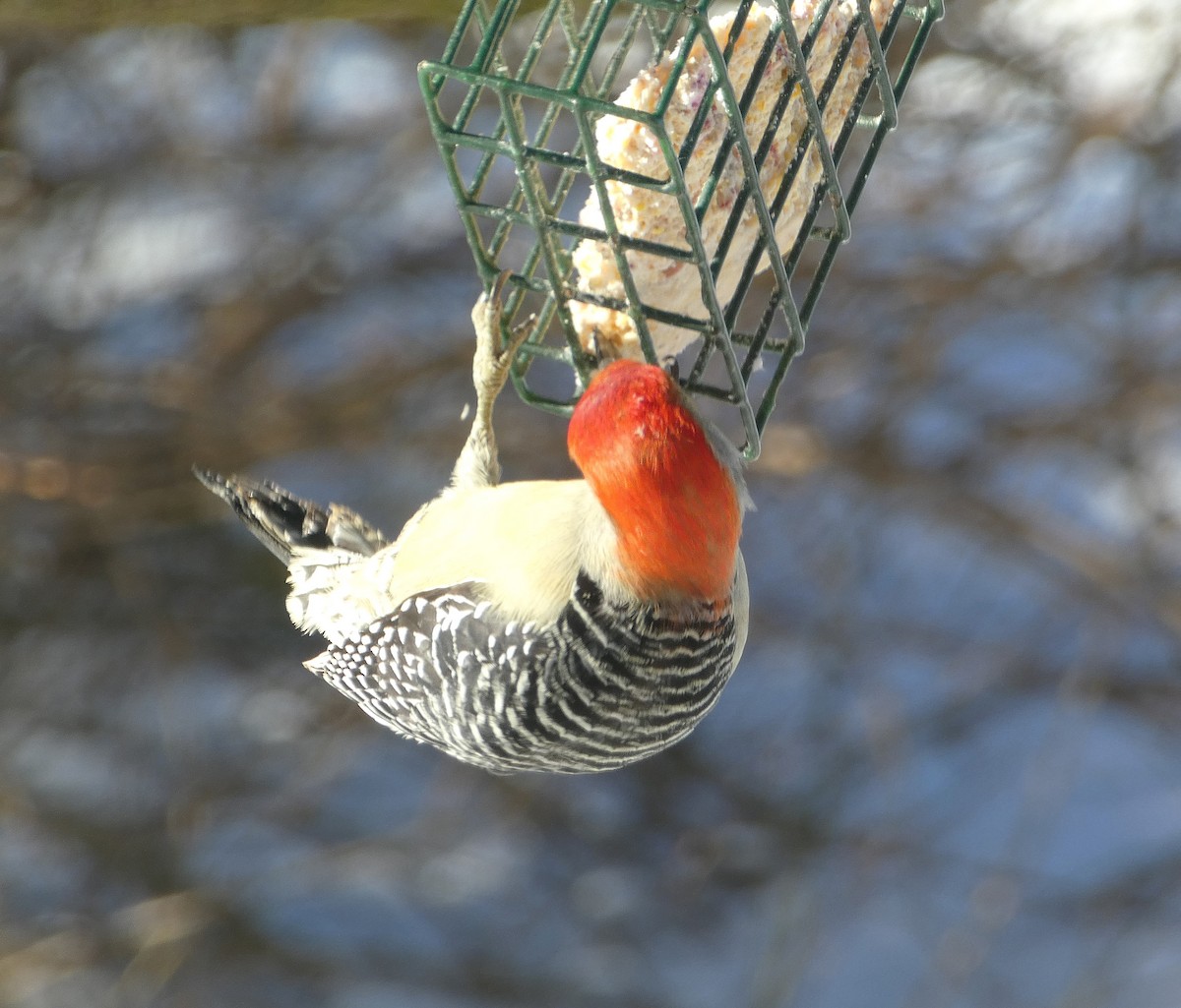 Red-bellied Woodpecker - ML646640499