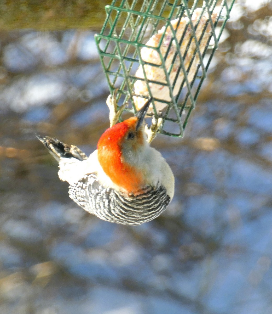 Red-bellied Woodpecker - ML646640500