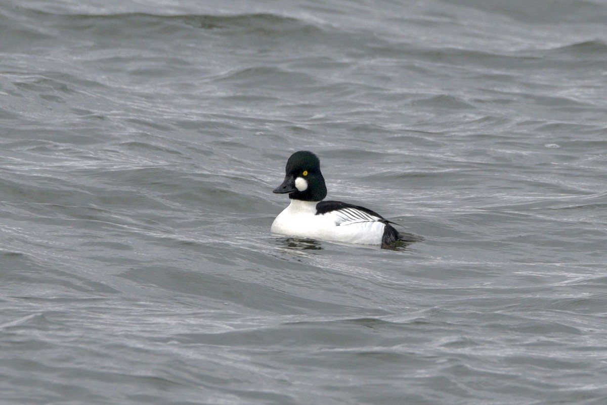 Murgilari urrebegia - ML646640501