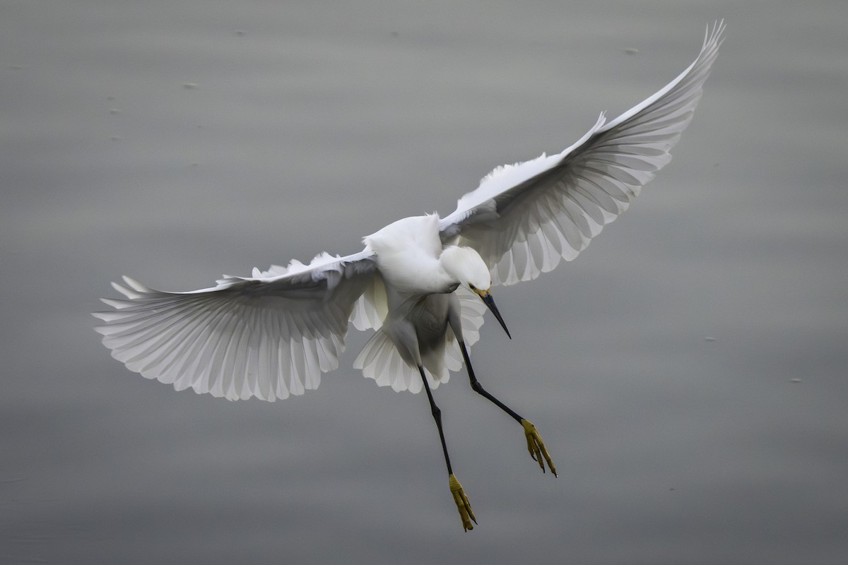 ユキコサギ - ML646640502