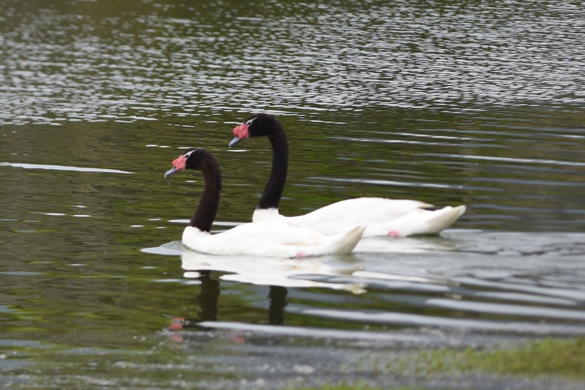 labuť černokrká - ML646640504