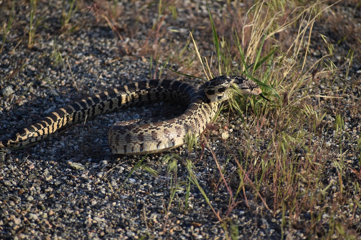 Gopher Snake - ML646640505