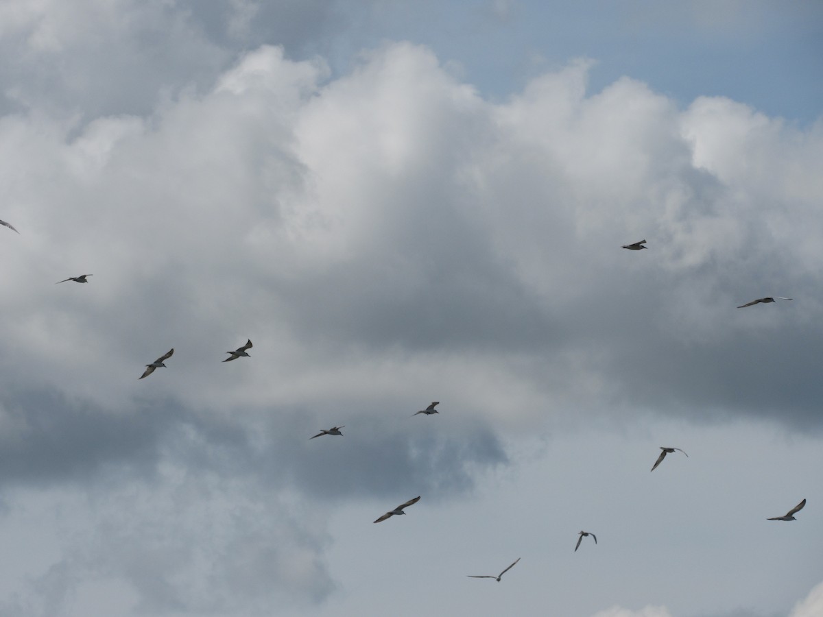 クロハラアジサシ - ML646640506