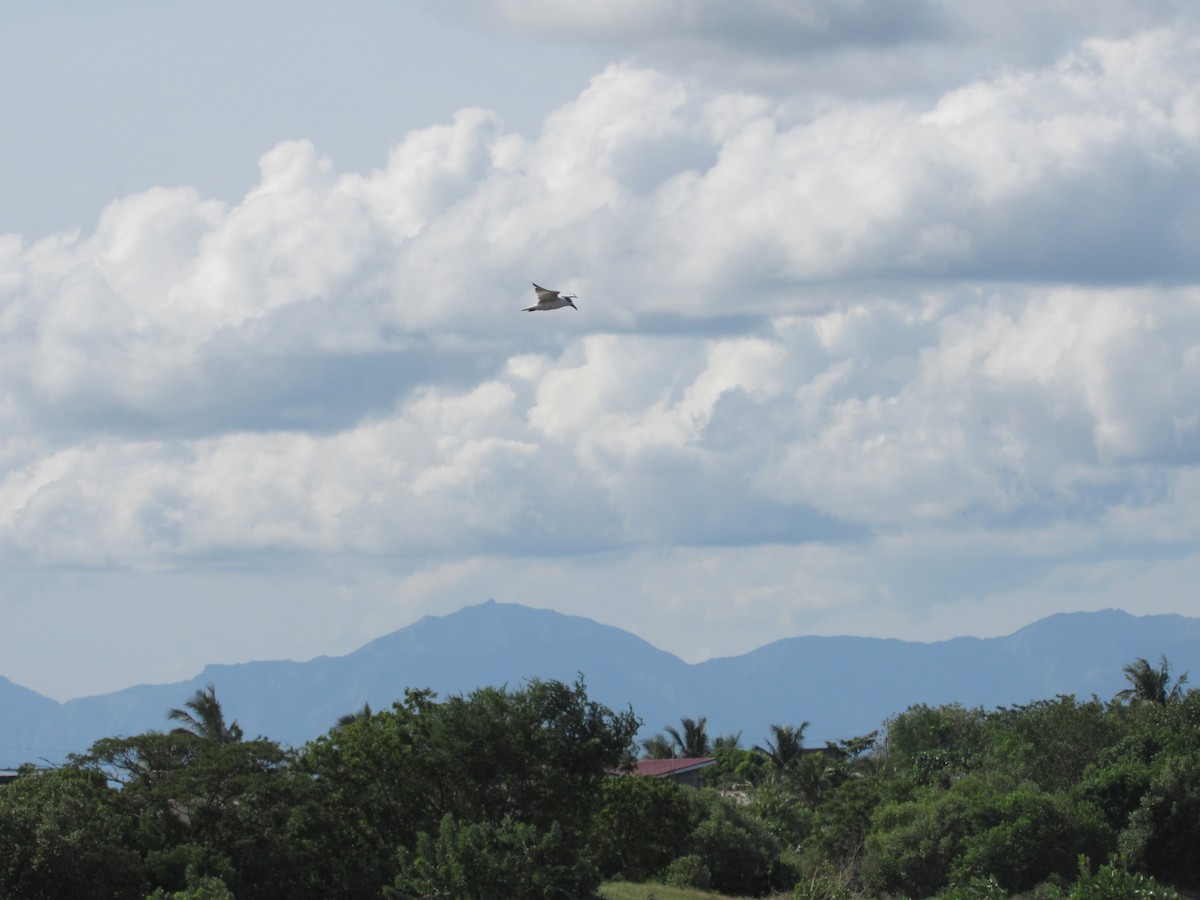 クロハラアジサシ - ML646640507