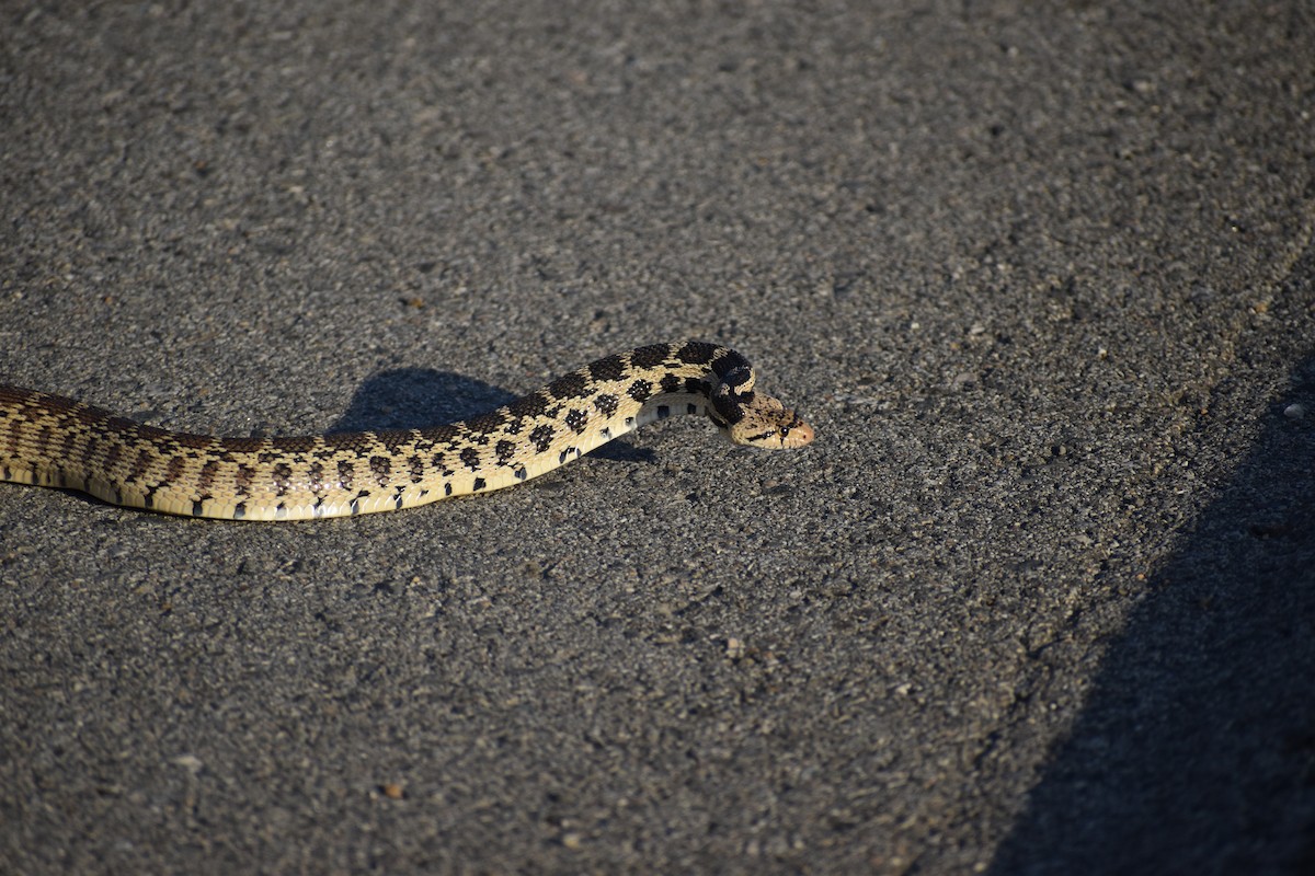 Gopher Snake - ML646640508
