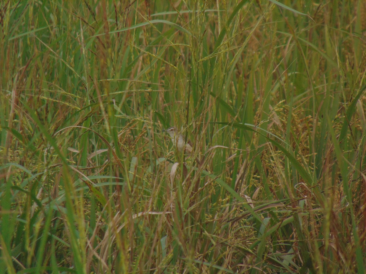 褐頭鷦鶯 - ML646640509