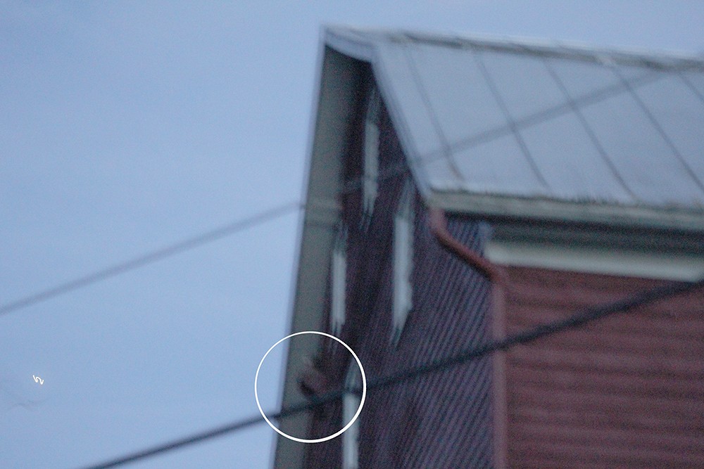 アメリカメンフクロウ - ML646640511