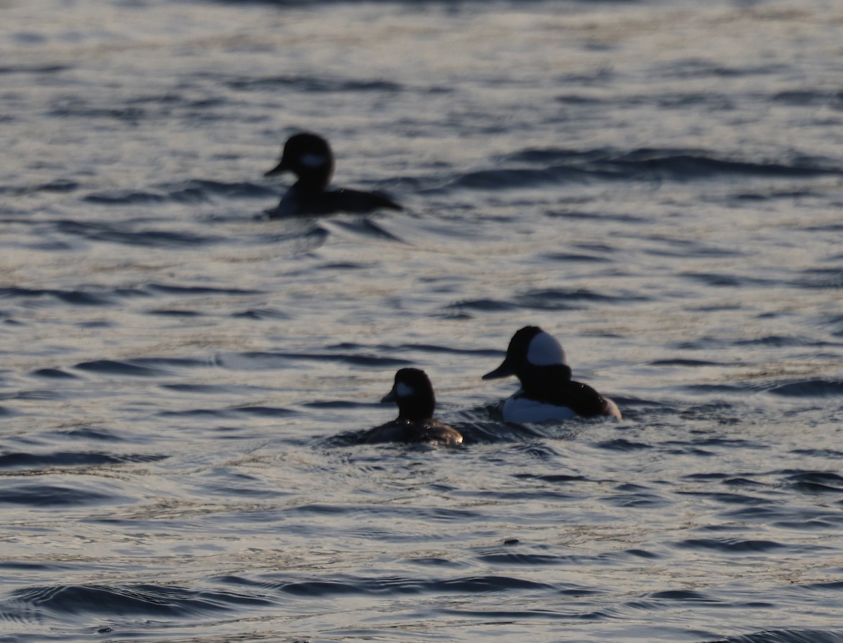 ヒメハジロ - ML646640513