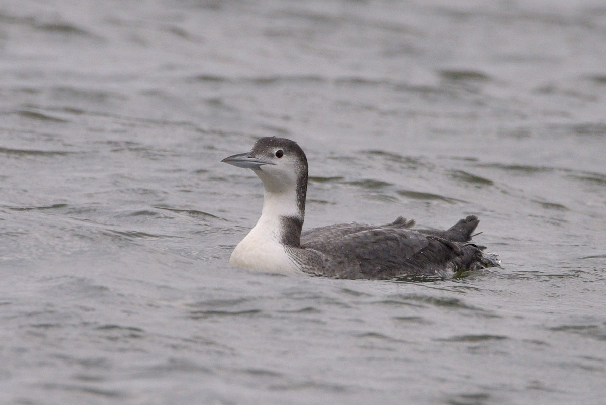 Aliota handia - ML646640517