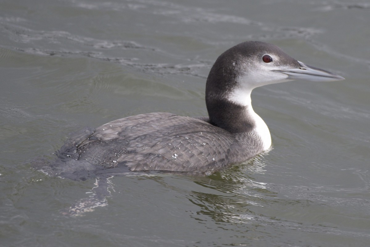 Aliota handia - ML646640518