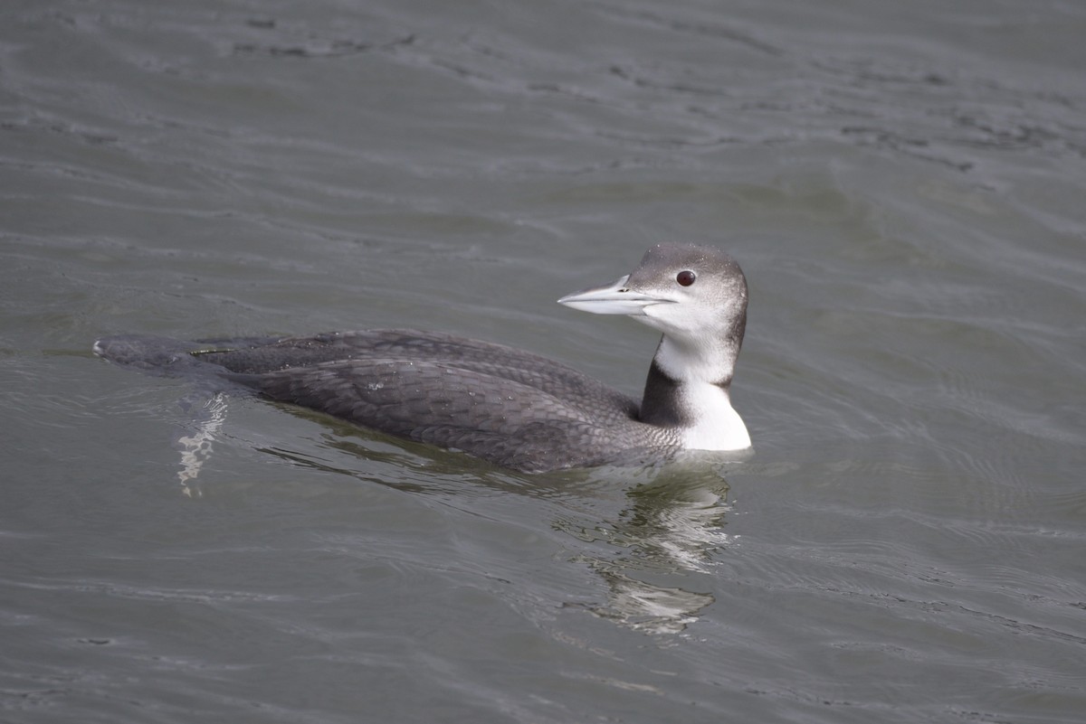 Aliota handia - ML646640519